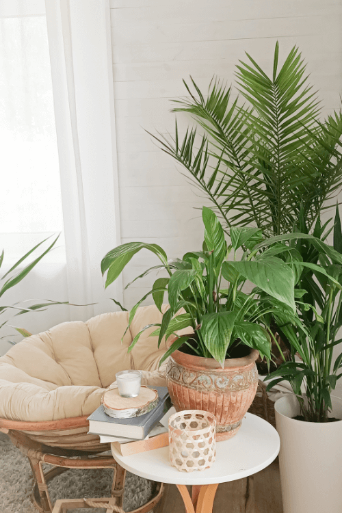 terracotta planter, wicker papasan chair,  large fern plants, houseplants
