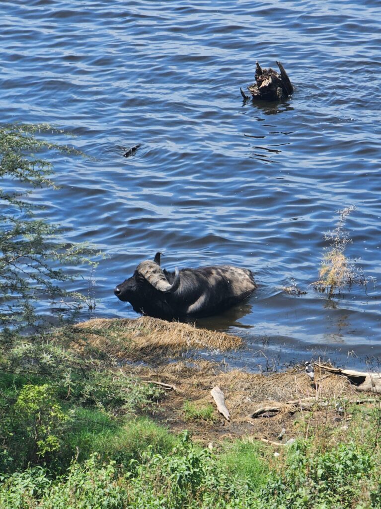 Lake Nakuru Kenya Cape Buffalo In Water