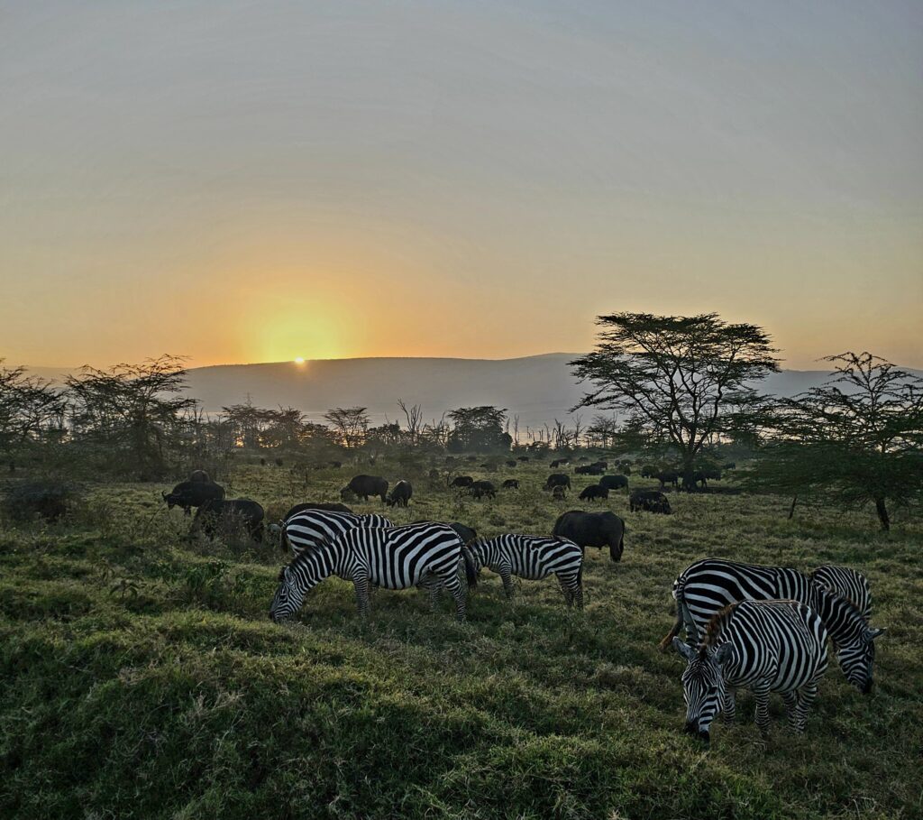 Zebras At Sunrise Lake Nakuru Kenya