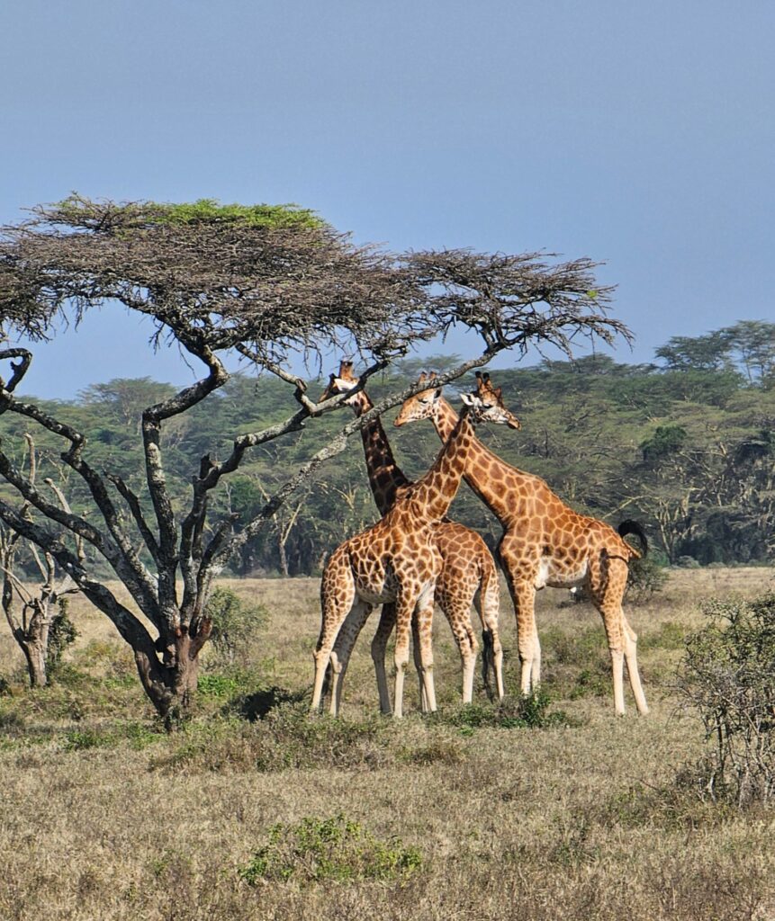 Giraffes Lake Nakuru Kenya