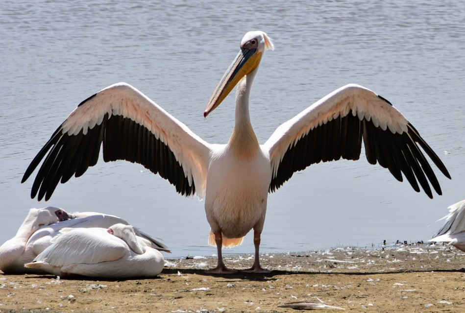 Safari Lake Nakuru