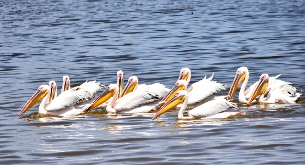 Great White Pelicans Fishing Lake Nakuru