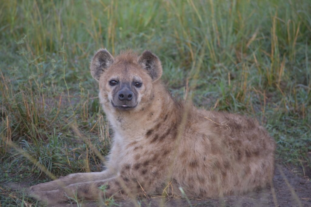 Hyena Kenya Ugly Five