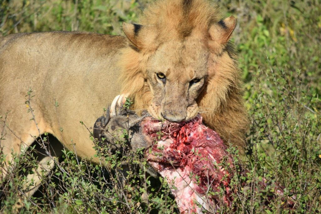 Male Lion Killing Warthog Africa