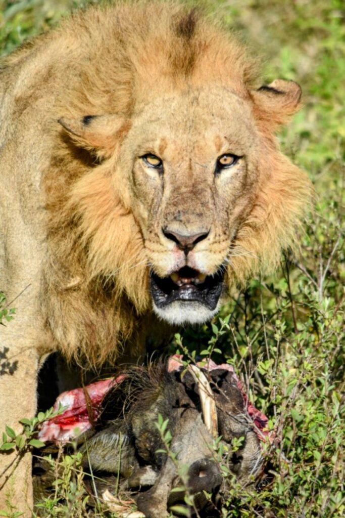 Male Lion Over His Kill Kenya