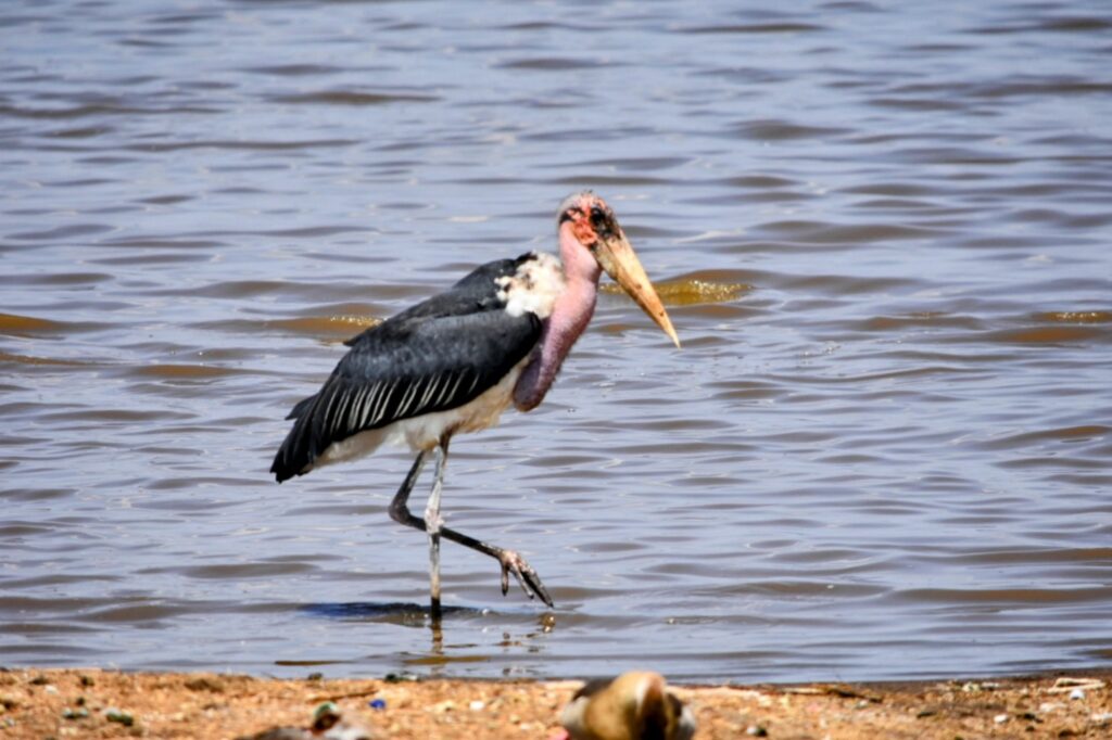 Marabou Stork Lake Nakura Kenya