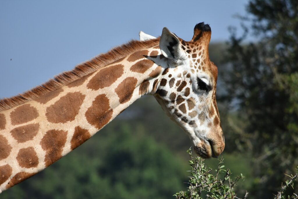 Massai Giraffe Eating Leaves Kenya