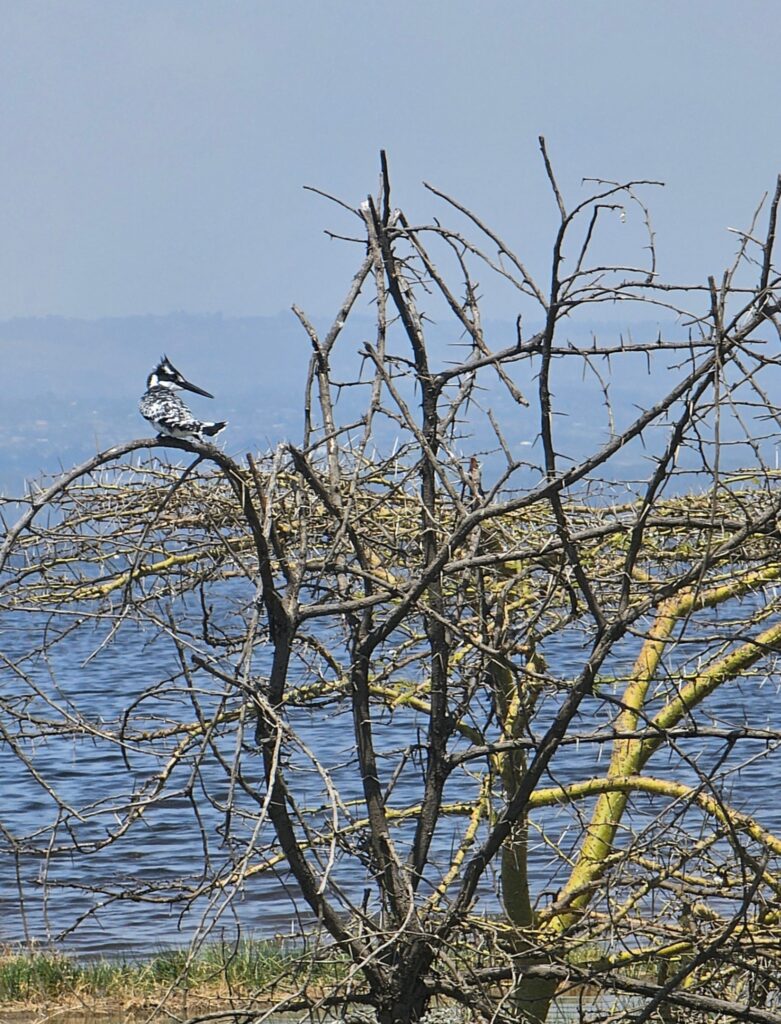 Pied Kingfisher Lake Nakuru Africa