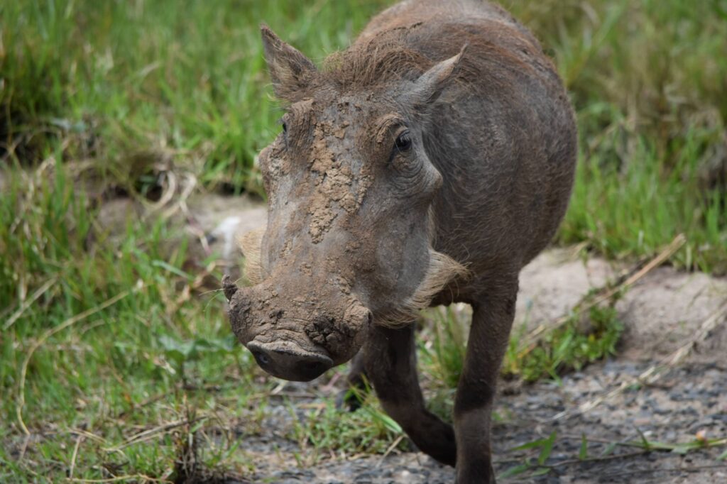 Warthog Pumba Kenya