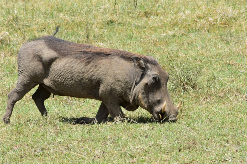 Warthog Pumba Kneeling To Eat Kenya