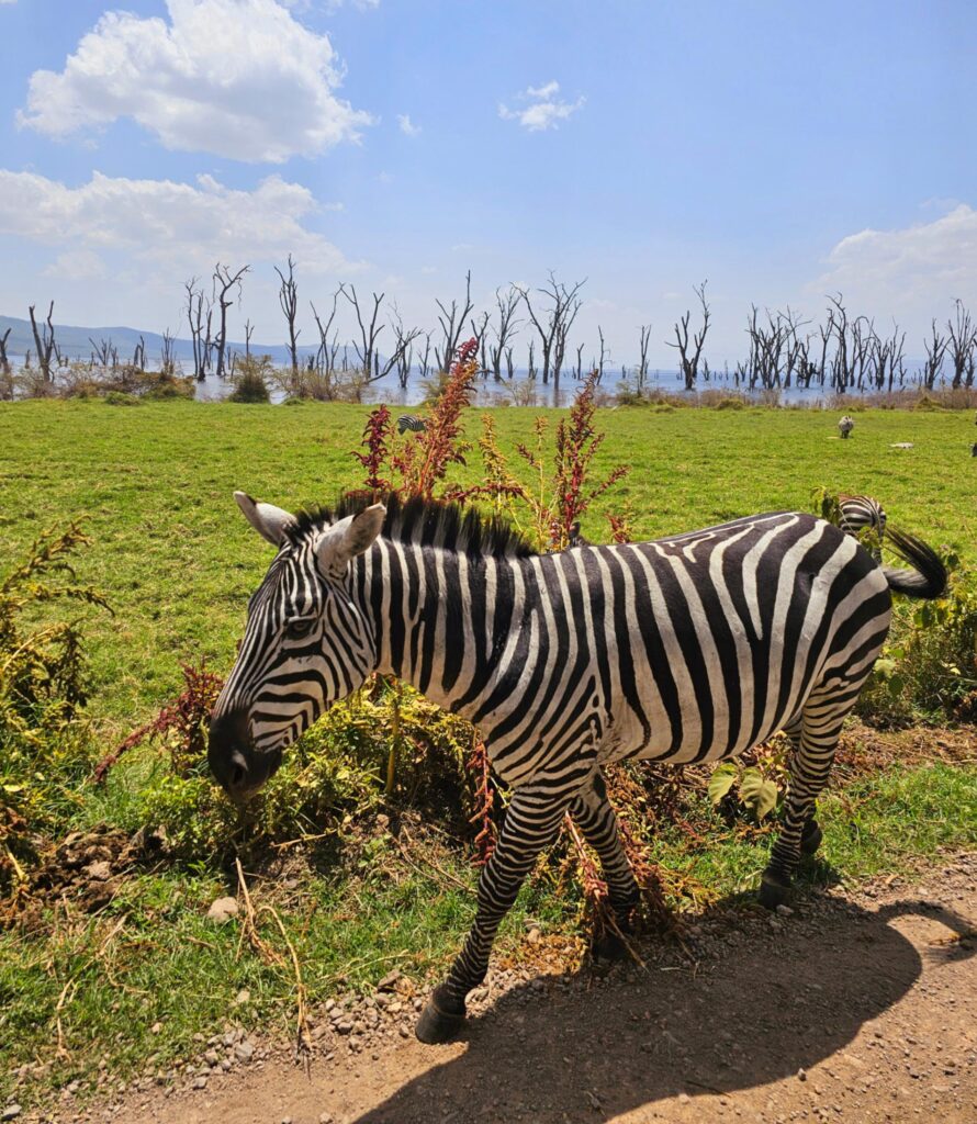 Zebra Lake Nakuru