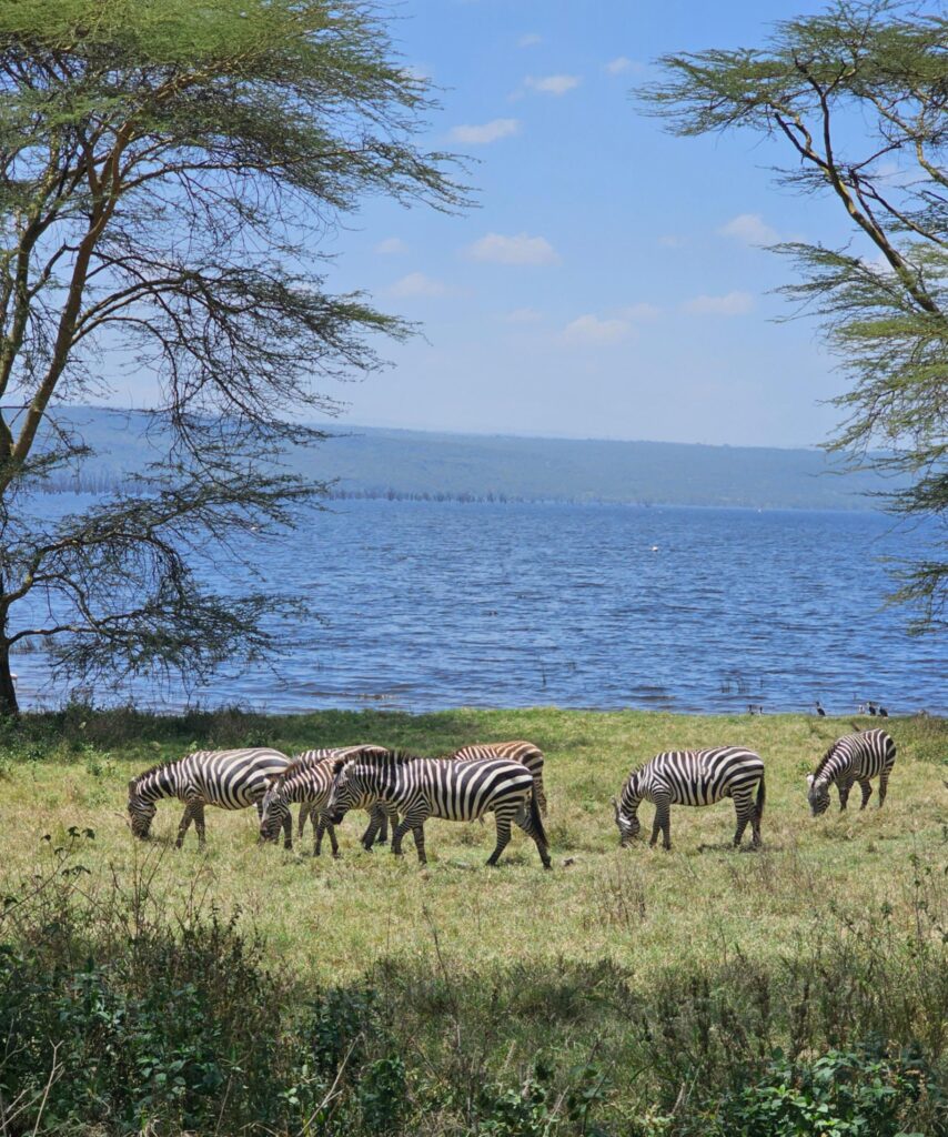 Zebras Eating Grass Lake Nakuru