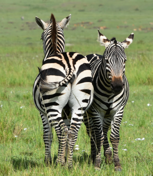 Zebras Side By Side Kenya Africa